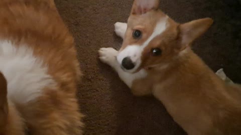 Corgi sisterly love