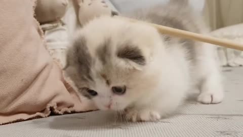 cute kitten videos short leg cat - Mr stalone