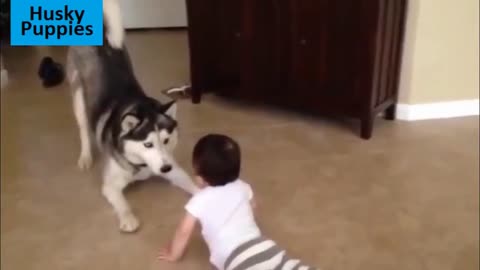 Adorable Babies Playing With Dogs l Funny Babies