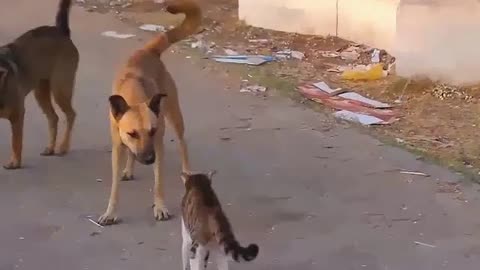 Funny cat and dog.