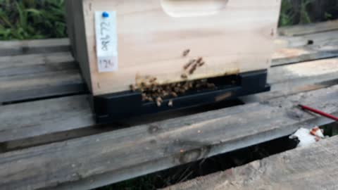 Opened hive at a new location - Hive #1