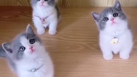 Amazing cat video