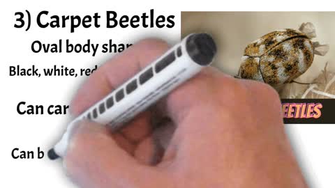 Bugs that Look Like Bed Bugs But Can Fly.😃 Learn the Top 3 in this under 1 minute Summary!😃 #shorts