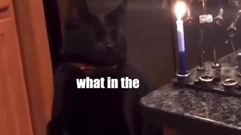 Cat vs candle