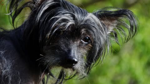 Dog Breeds Without Hair or Dander for Those Who Have Allergies