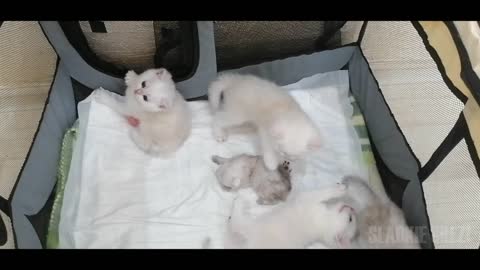 Mother cat raises her babies and father cat guards them
