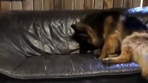 Tired dog on the couch