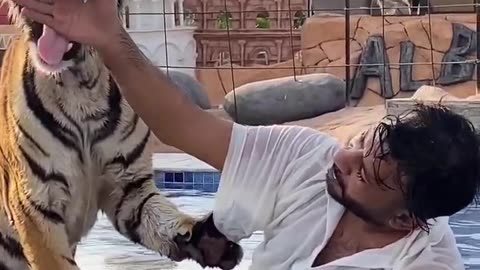 Dubai King 👑 Sheikh Nawab With white lion and Tiger #short