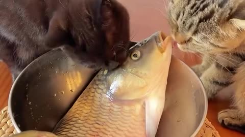 "Feline Fish Fiasco: An O-fish-ial Comedy Tale"