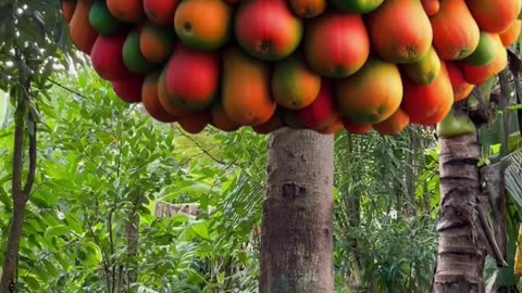 Fruits Shorts