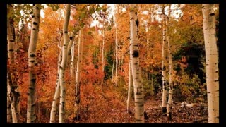 Beauty Of Nature _ Time-Lapse