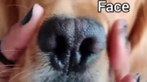 funny cute puppy video