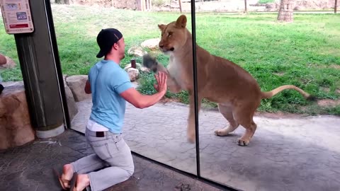 Man Has A Field Trip Playing With Lionesses At The Zoo