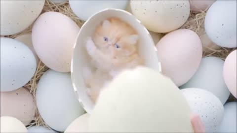 Cute cats hatch from the eggs sooo cute very beautiful