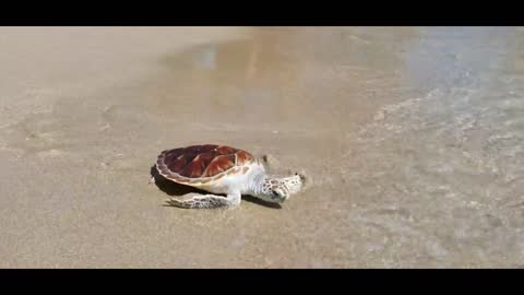 Sea Turtles - gentle marine species