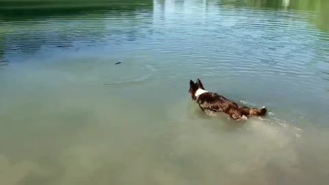 Dog is terrible at Swimming