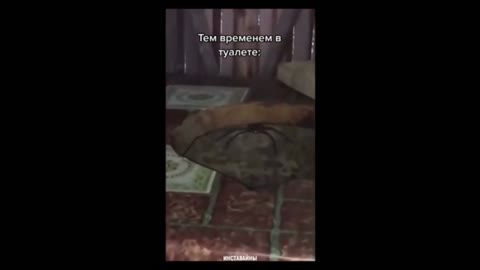 паук в туалете/spider in the toilet