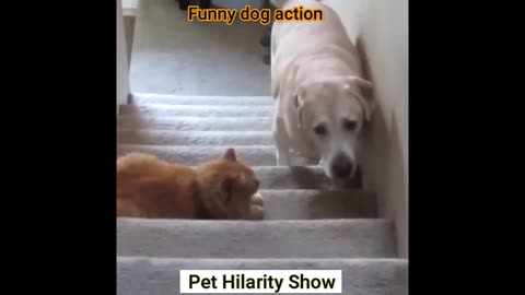 Funny dog and cat video part-02 #short #viral