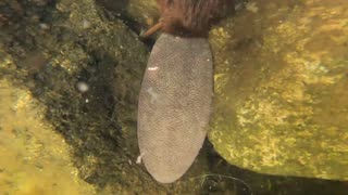 Friendly Beaver