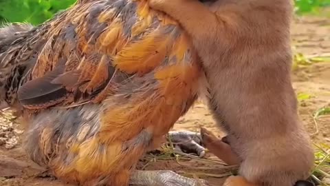 Friendship puppy and chicken . A beautiful moment #191 - #shorts