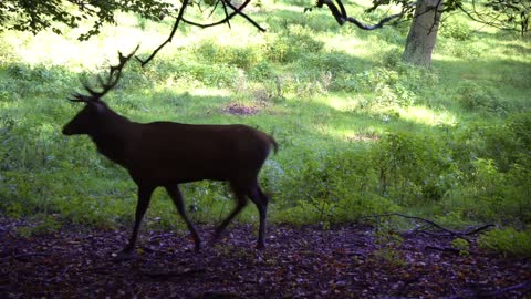 #Hirsch#Hirsch video#Animal#Animal video#