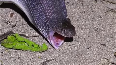 #snake #cobra #animals #wildlife #bestvideo