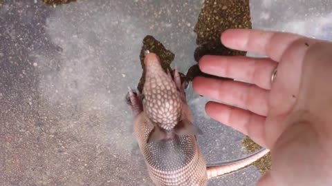 Abandoned armadillo found in backyard