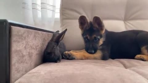 German Shepherd Puppy Meets Baby Rabbit for the First Time!