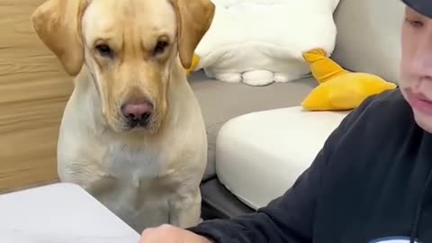 Funny dog eating video 🤣🤣🤣 if u like dogs follow uss