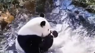 Panda playing with water