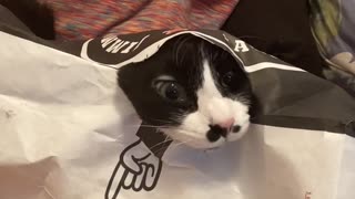 Cat Pokes Out of Paper Bag