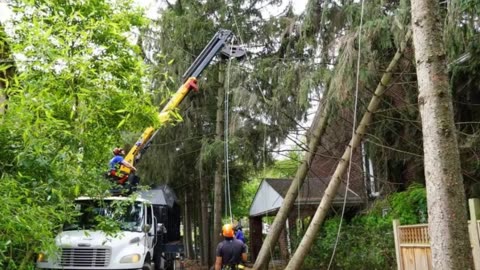 Elevated Tree Care in Pittsburgh, PA