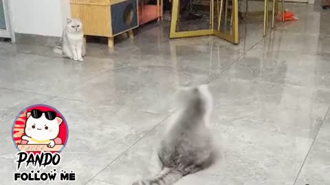 Funny cats- check out what this cats does- cats are really cute any funny