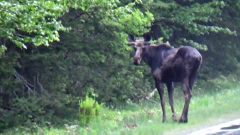 Bull Moose