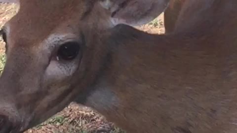 Gran scolds deer buck.