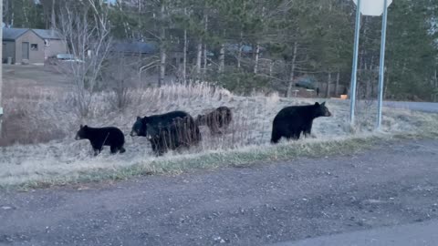 Busy Bear Family Of Five Crosses Road