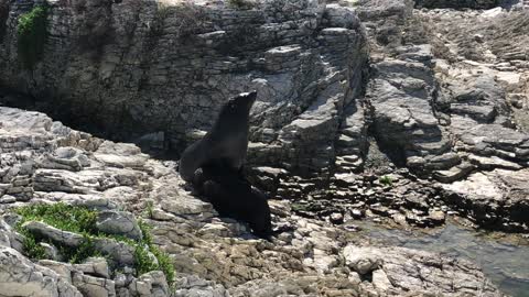 Adorable seal pup waddles over to its family