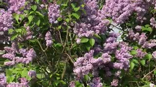Lilacs in spring 2021 in NYC