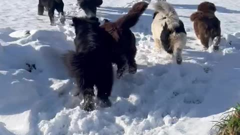 Newfoundland dogs on a Snow Day!