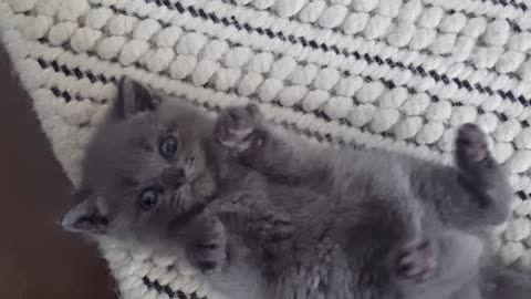 Heartwarming playtime with cutest kitten ever
