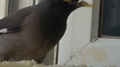 Funny bird eating sweet melon|Funny animals| Food
