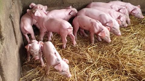 #pig #pigs #piggy #pigsofinstagram #piglet #minipig #piggies #oink #petpig