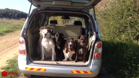 Smart Dogs Wait For Their Names To Be Called - Funny Pets Compilation - AMAZING !