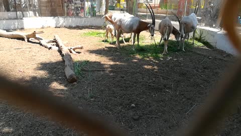 Tourist Records Zoo Cage Full Of Horned Oryx