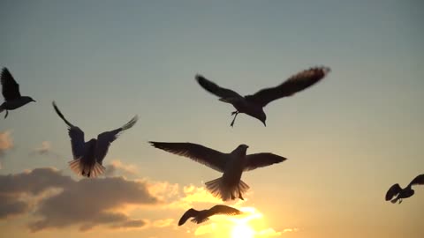 Birds Free Stock Footage - Beautiful Flying Birds Stock Footage
