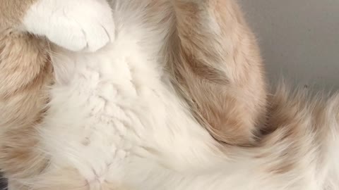 Watch a funny cat sleeping