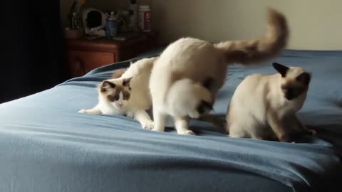 Ragdoll and Siamese Kittens Helping to make the bed
