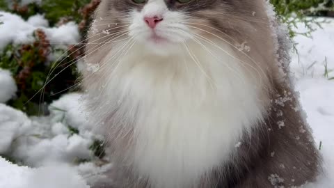 Queen cat in snow ❄️🌨️🌨️🌨️