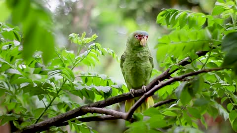 green bird perched on tree branch