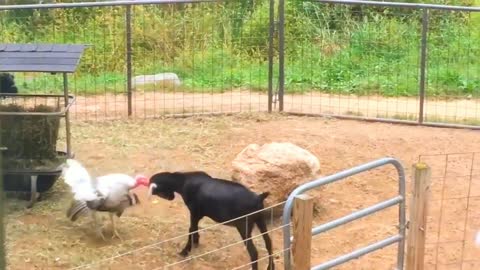 Rooster and goat don't get along and end up in a fight